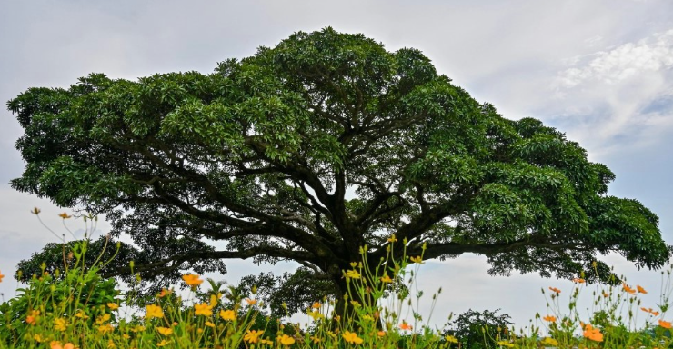 Đã bao giờ bạn nằm mơ thấy cây cọ kubet 🎖 ku casino đăng ký kubet đăng nhập ku 24/7?