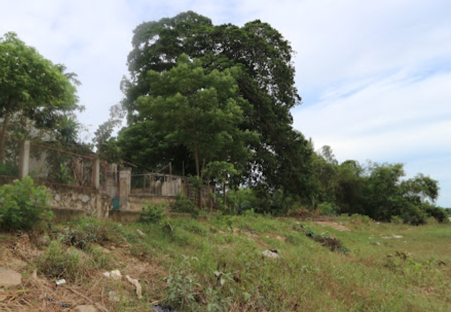 Nằm Mơ Thấy Cây Ngô Đồng: Ý Nghĩa và Con Số May Mắn Ku bet