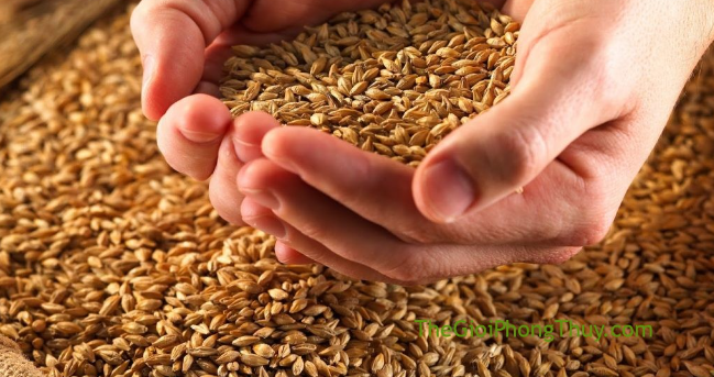 Giấc Mơ Thấy Hạt Thóc: Điềm Báo Và Con Số May Mắn Kubet