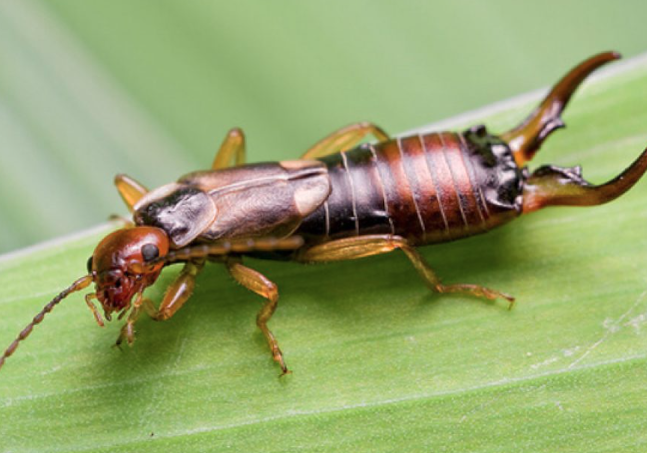 Sâu Bọ – Loài Côn Trùng Gây Hại Cho Cây Cối Và Mùa Màng, Những Điềm Báo Trong Giấc Mơ Ku Casino