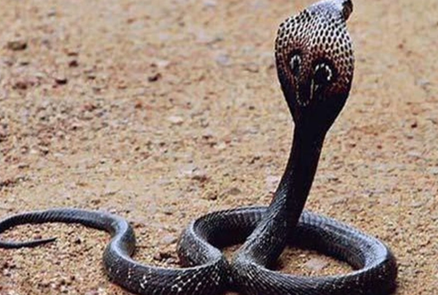 Đối Với Biểu Tượng Con Rắn Ku11 Trong Văn Hóa Các Vùng Đất Khác Nhau